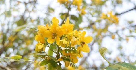 芳香萬壽菊禁忌|芳香萬壽菊：禁忌與副作用、功效、營養價值、正確食。